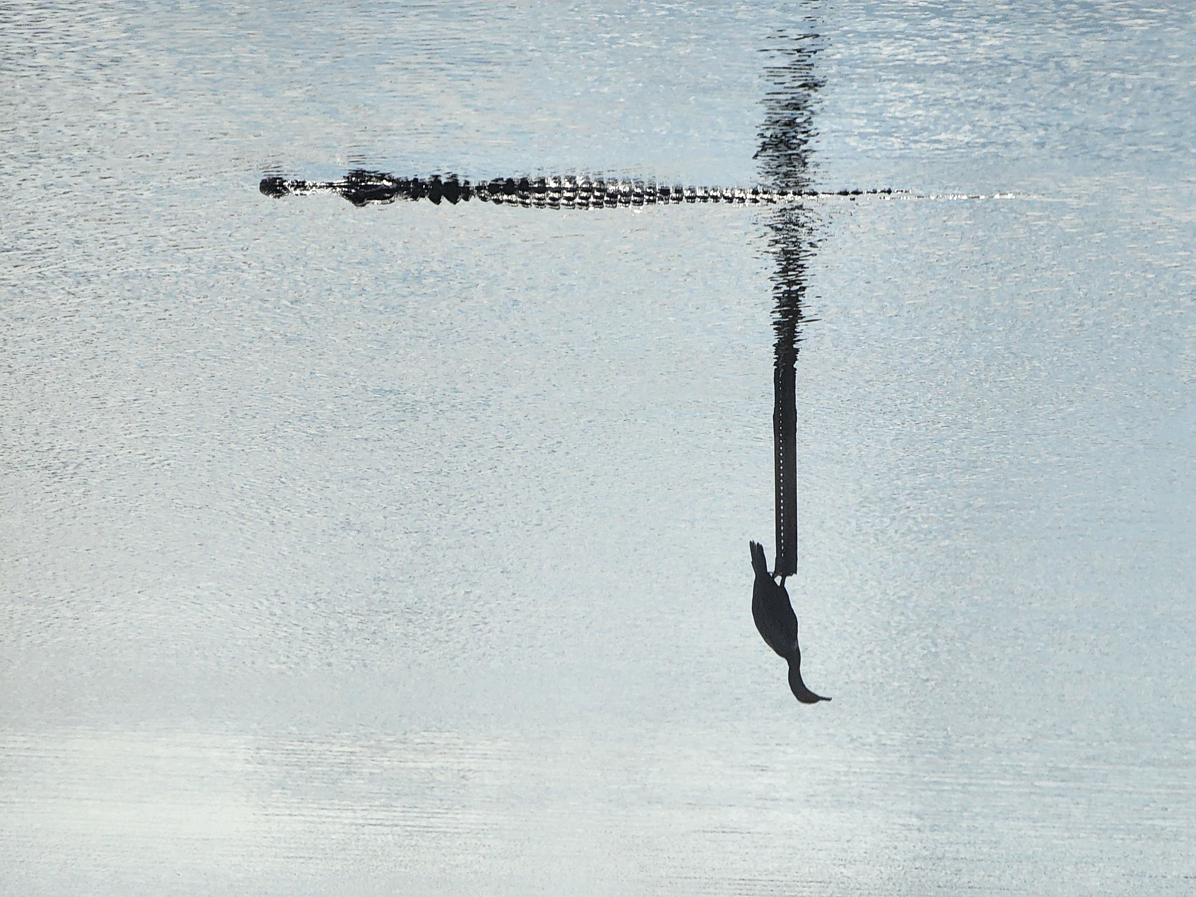 A bird sits on a wooden pole elevated above the water, while a crocodile swims languidly in the sparkling blue water below.
