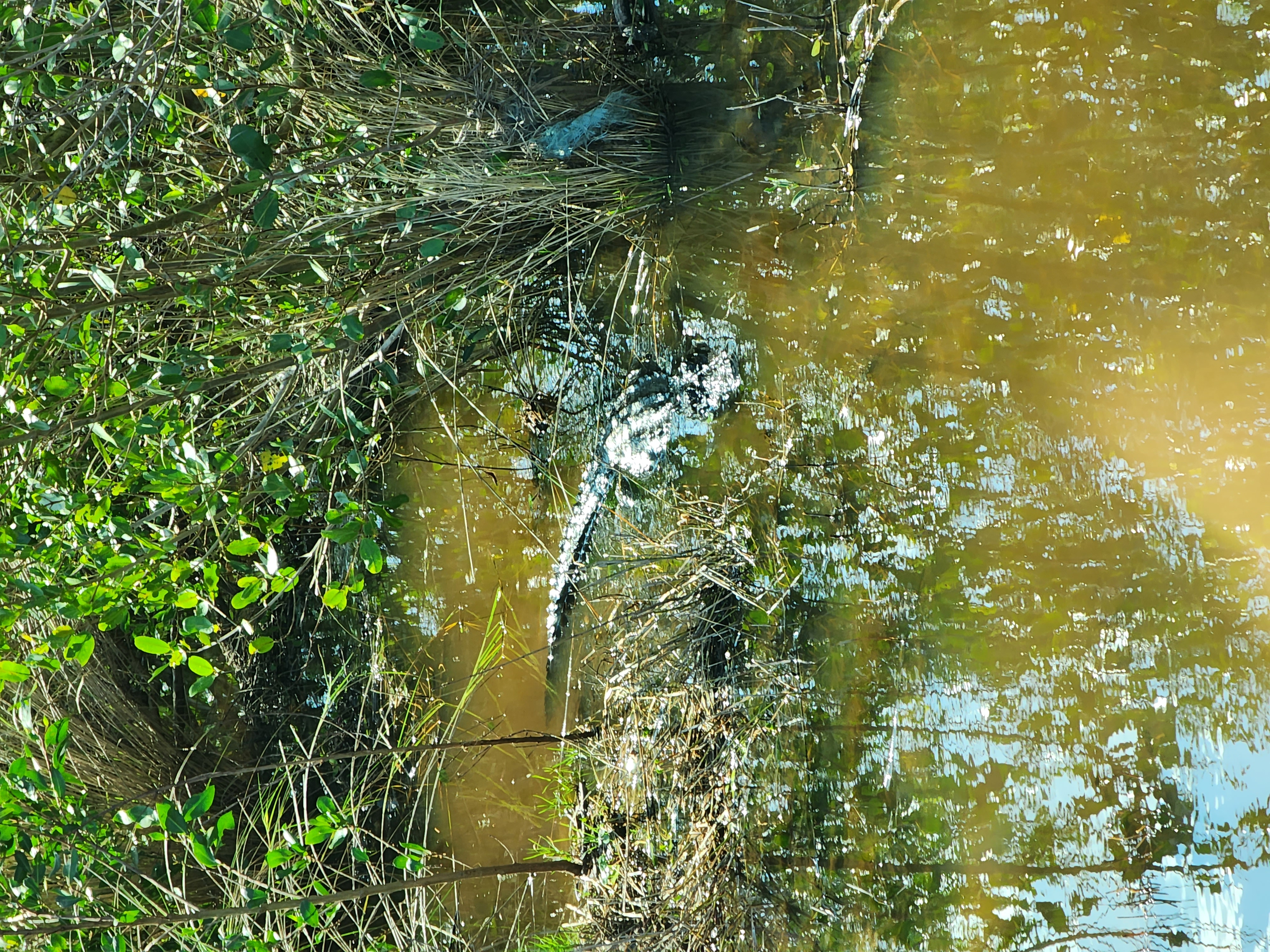 An alligator in a very green, swampy region in the Florida nature.